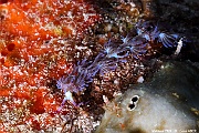 Pteraeolidia semperi Dragon bleu nudi-Maldives Fish Head-24m-20240423-da-DSC_6138_tn